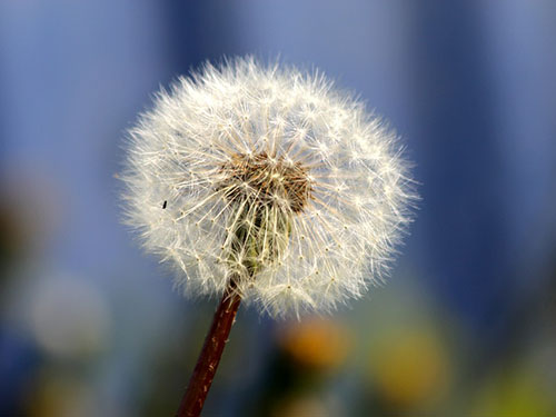 蒲公英，功效、作用及禁忌的全面解析，蒲公英，功效、作用與禁忌全面解析手冊