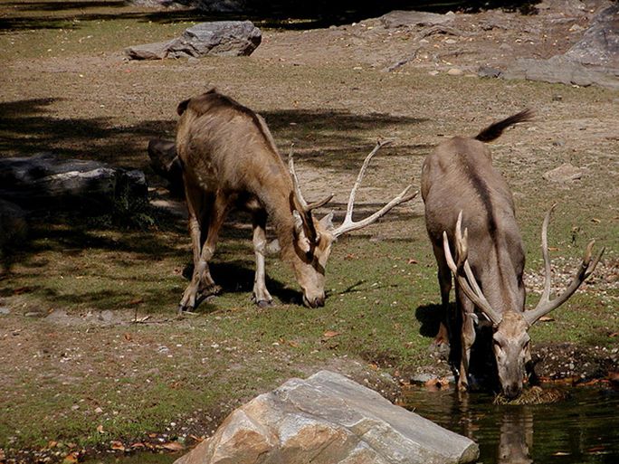 四不像，澳門獨特魅力的探索與解析，澳門獨特魅力的探索與解析，四不像的魅力之旅