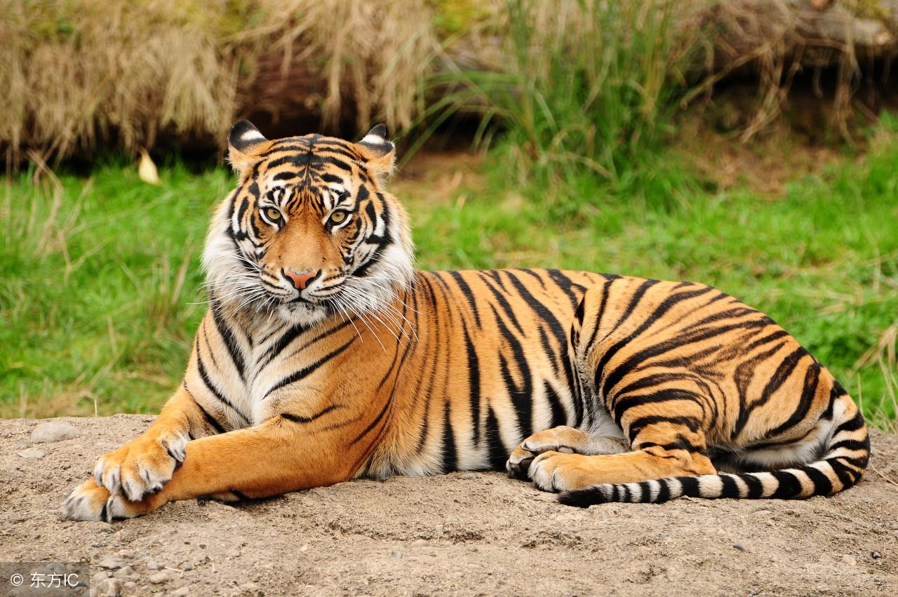 王中王3期指一生肖，揭秘背后的奧秘與意義，揭秘生肖奧秘，王中王三期特定生肖背后的秘密與意義