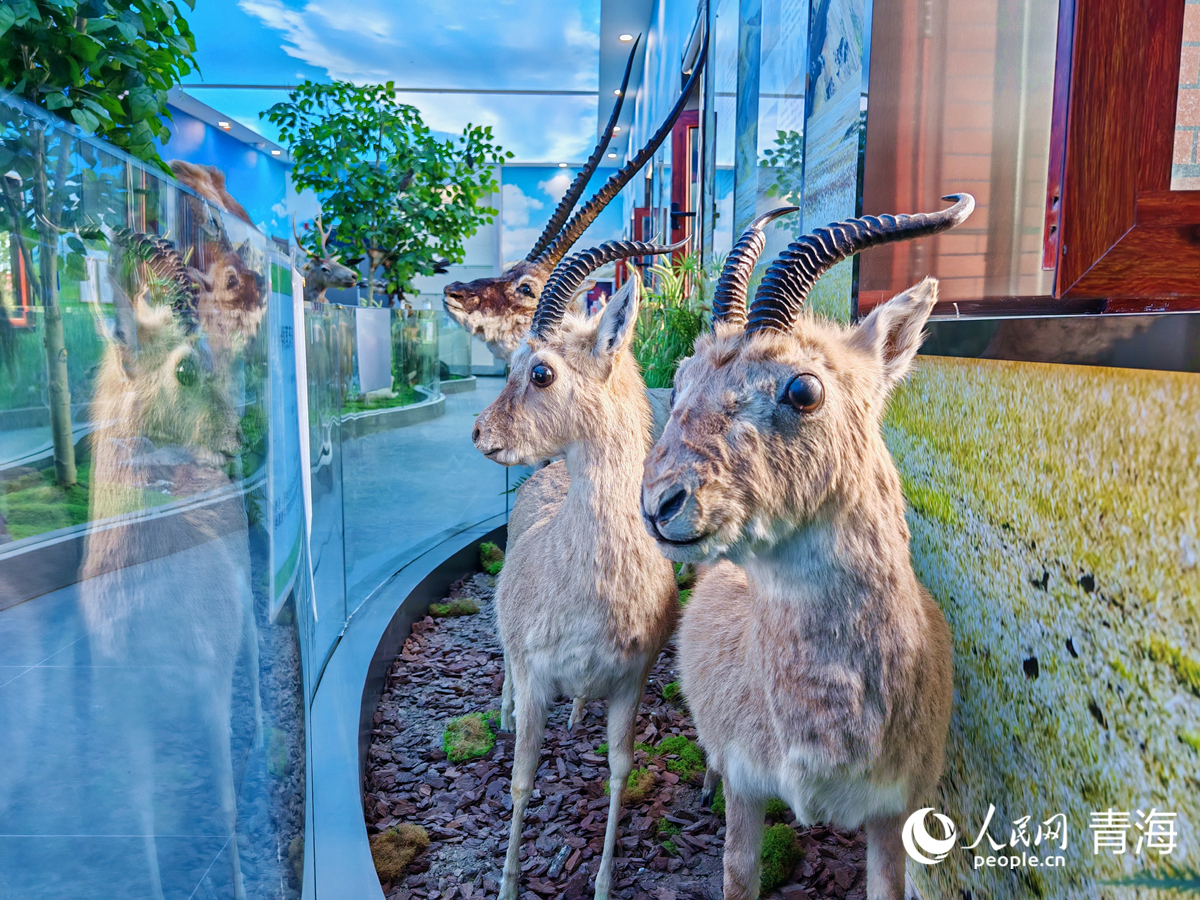 王中王四不像圖必中一肖——揭秘彩票背后的秘密，揭秘彩票背后的秘密，王中王四不像圖必中一肖的真相探索