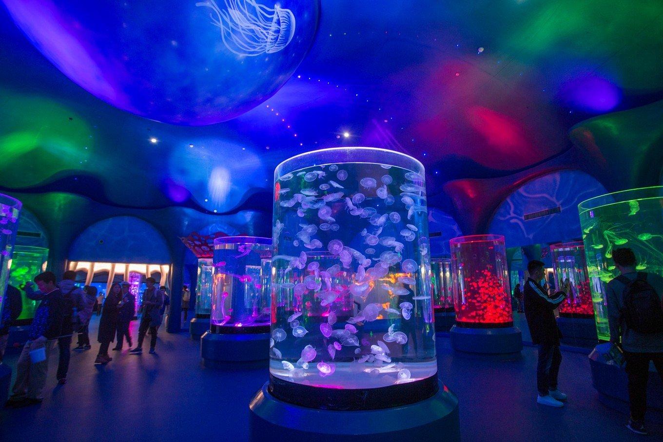 上海海昌海洋公園一日游攻略，上海海昌海洋公園一日游攻略詳解