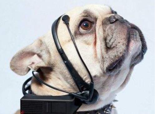 揭秘劉伯溫四不像特一肖圖，探尋神秘傳說背后的真相，揭秘劉伯溫四不像特一肖圖，探尋神秘傳說背后的真相探索