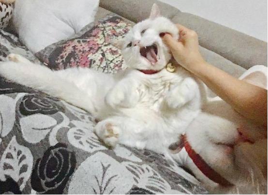 被貓抓了怎么判斷沒事？全面解析貓抓傷后的安全判斷與處理措施，貓抓傷后的安全判斷與處理措施指南，如何判斷傷勢無恙？