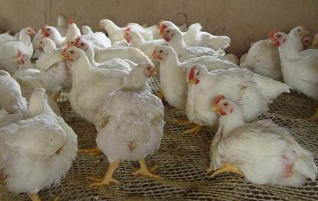 關(guān)于股票代碼002299的深入解析與前景展望，股票代碼002299深度解析與未來前景展望