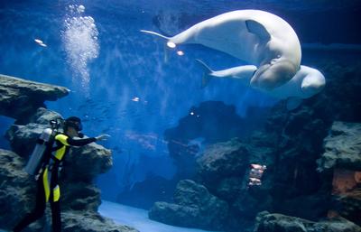 青島海底世界攻略，探索神秘的海底奇觀，青島海底世界攻略，揭秘神秘海底奇觀之旅