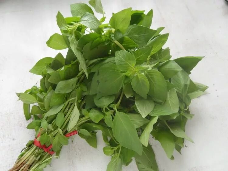 荊芥，一種神秘植物的探索與SEO優(yōu)化，荊芥，神秘植物的探索與SEO優(yōu)化揭秘