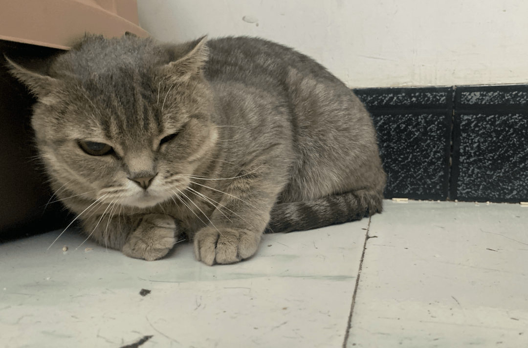 澳門一碼一肖一待一中四不像——揭開(kāi)神秘面紗下的真相，澳門神秘事件揭秘，一碼一肖一待一中四不像真相探索