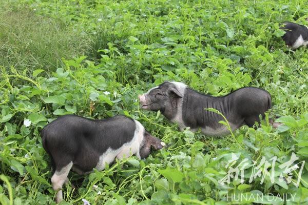 花豬王中王平特一肖，深度解析與SEO優(yōu)化策略，花豬王中王平特一肖，深度解析及SEO優(yōu)化策略探討