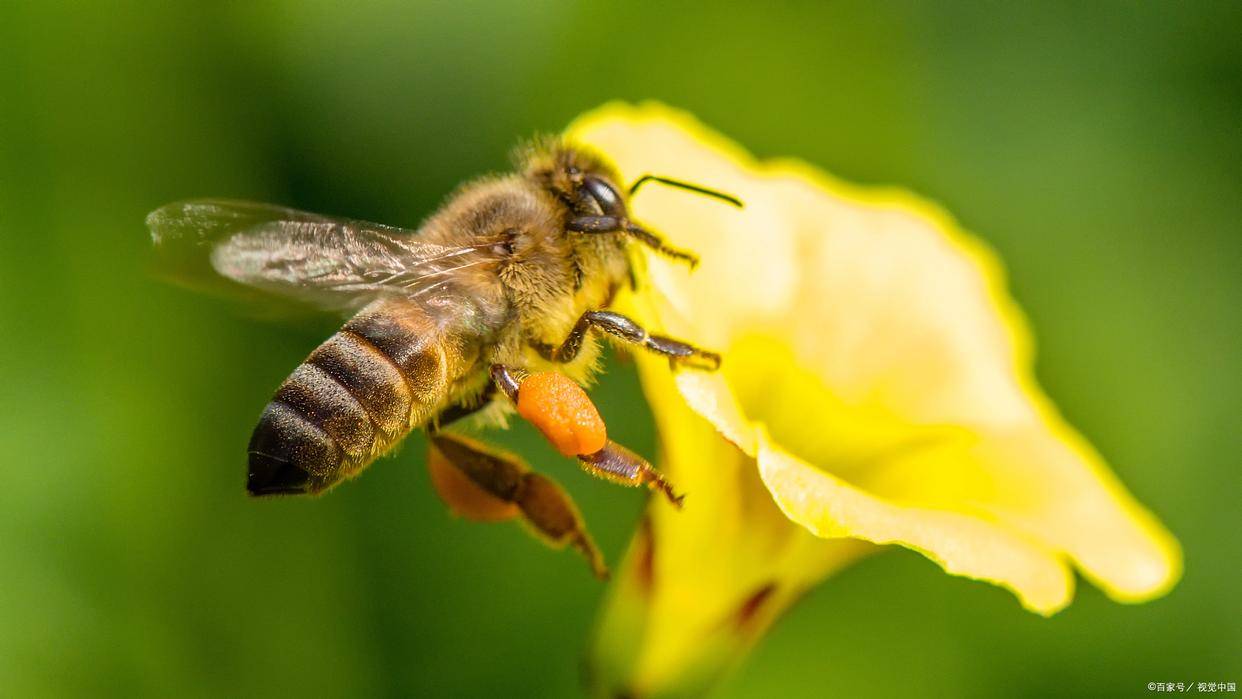 舔舐花蜜，自然之美的獨(dú)特體驗(yàn)與探索，自然之美，探索與體驗(yàn)舔舐花蜜的獨(dú)特之旅