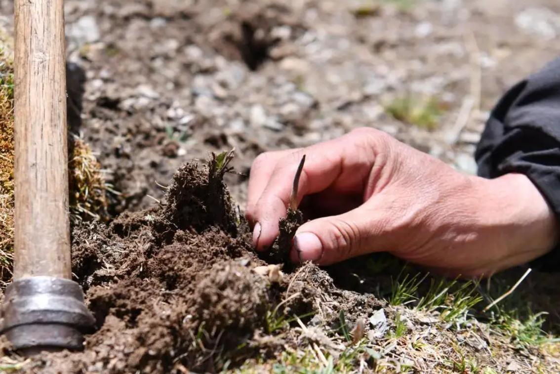 關(guān)于成人一天吃幾根蟲草的探討，關(guān)于成人一天蟲草食用量的探討