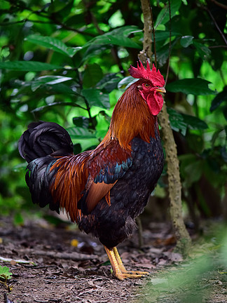 澳門新資料雞號(hào)預(yù)測(cè)與探索，走進(jìn)未來的2025展望，澳門新資料雞號(hào)預(yù)測(cè)與探索，展望未來的2025藍(lán)圖