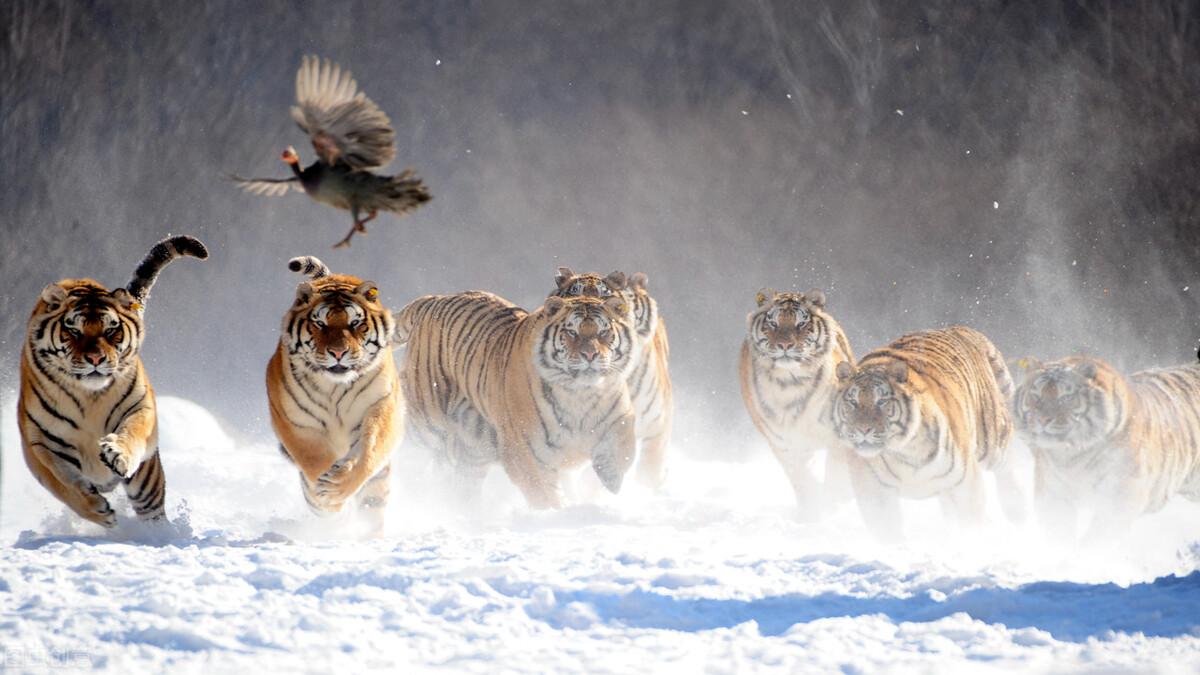 虎頭王中王打一生肖——探尋背后的神秘符號，虎頭王中王背后的神秘生肖符號探秘