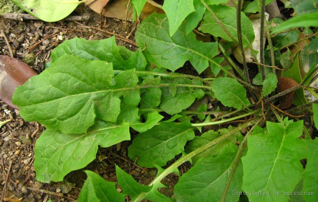 急性咽炎的恢復(fù)時(shí)間及其影響因素，急性咽炎恢復(fù)時(shí)間及其影響因素探討