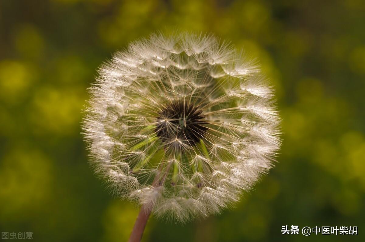 馬齒莧治療前列腺的神奇效果，古老草本的現(xiàn)代醫(yī)學(xué)奇跡，馬齒莧治療前列腺，古老草本展現(xiàn)現(xiàn)代醫(yī)學(xué)奇跡