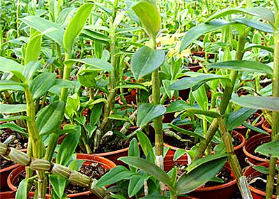 石斛價格，多少錢一斤？全面解析石斛價值，石斛價格與價值全面解析，多少錢一斤？