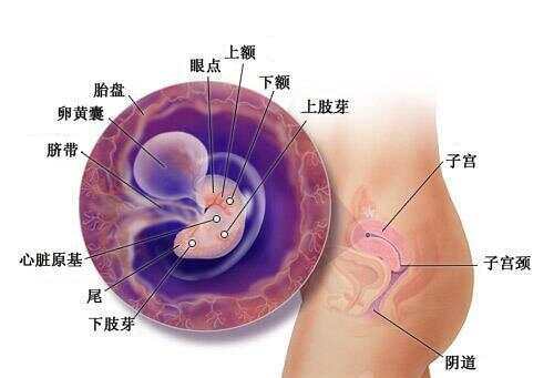 懷孕1-40周全過程圖，深入了解孕期之旅，孕期之旅，懷孕1-40周全過程圖解