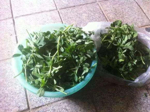 痔瘡患者必看，藥物治療與選擇最佳藥物指南，痔瘡患者必備指南，藥物治療與最佳藥物選擇