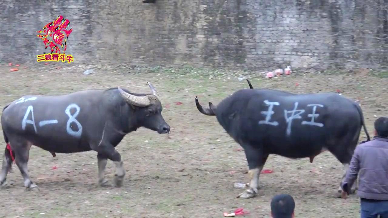 王中王一肖三碼生活幽默，探尋生活中的樂趣與智慧，王中王一肖三碼，探尋生活的樂趣與智慧，幽默詮釋生活點滴