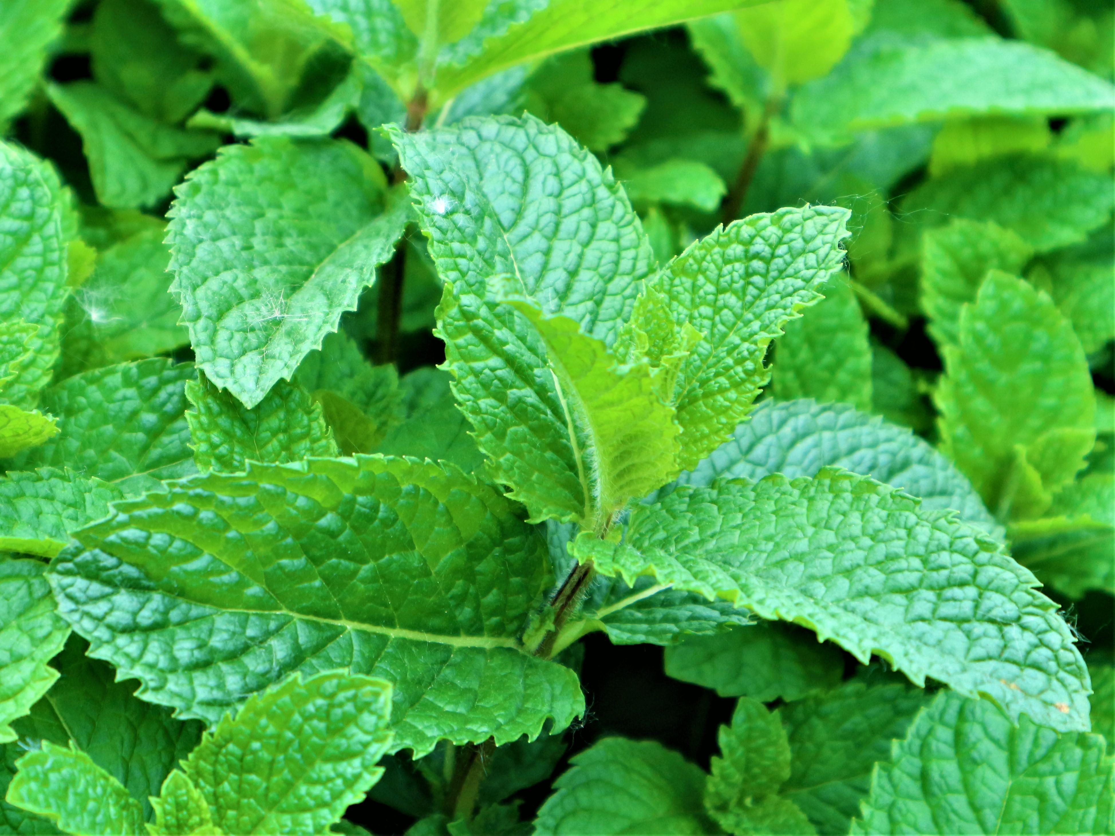 薄荷葉的功效與作用，揭示其多重健康益處，薄荷葉的多重健康益處與功效解析