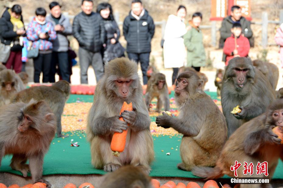 美猴王中王一肖，探尋關(guān)鍵詞背后的神秘與傳奇，美猴王中王一肖，探尋關(guān)鍵詞背后的神秘傳奇之旅